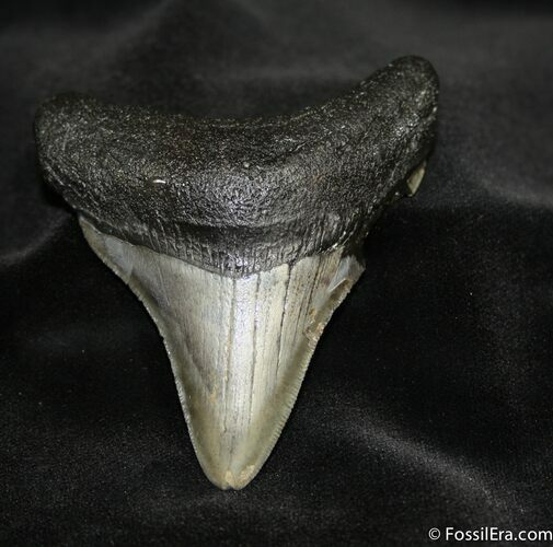 Inch Georgia Megalodon Tooth #691